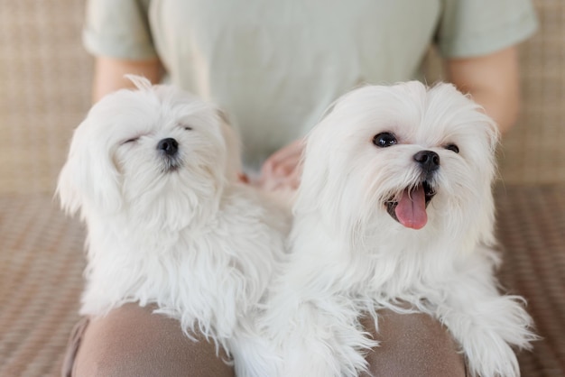 El divertido cachorro Maltipoo descansa en un interior moderno