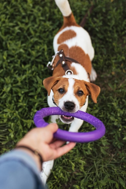 Divertido cachorro de perro jack russell terrier con juguete de anillo tirador púrpura en la boca