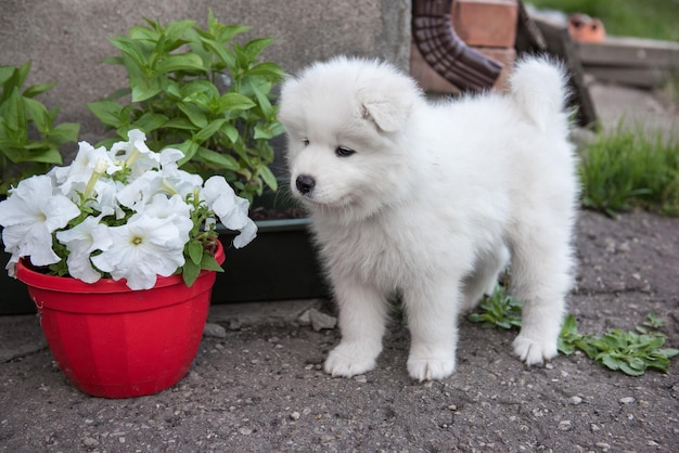 Divertido cachorro samoyedo blanco esponjoso con flores afuera