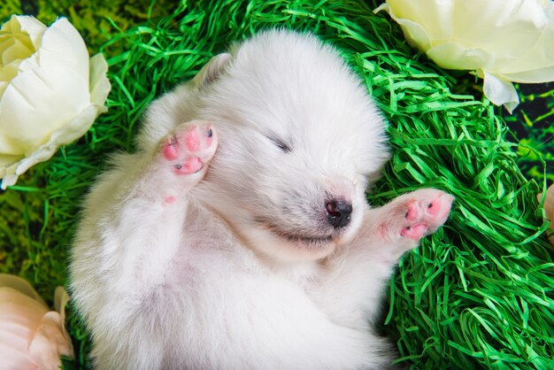 Divertido cachorro samoyedo pequeño esponjoso blanco dos semanas de edad sobre la hierba verde