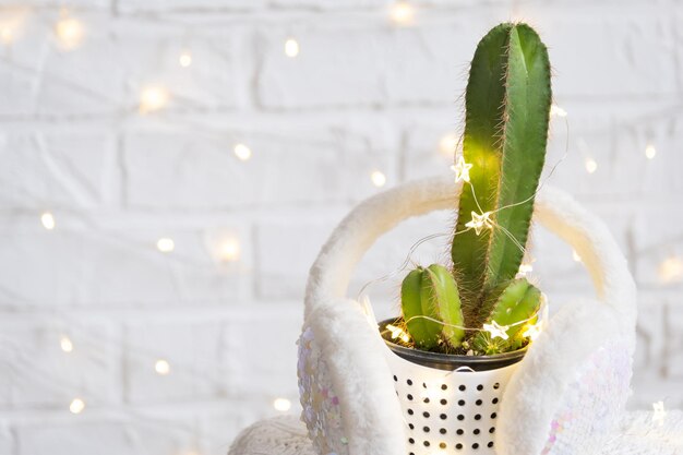 Divertido cactus en forma de pene masculino en luces de hadas envuelto en una cálida decoración navideña y de año nuevo No habrá vacaciones sin regalos Depilación íntima para hombres Plantas de interior en macetas decoración del hogar