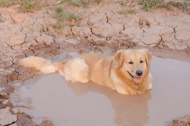 Divertido cão golden retriever tocando na lama