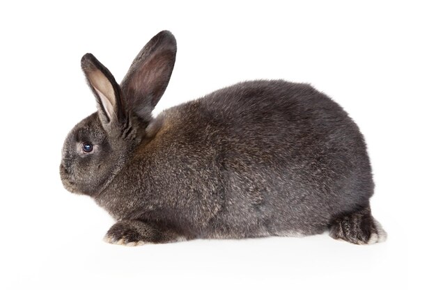 Divertido conejito de Pascua feliz concepto de vacaciones de Pascua