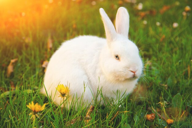 Divertido conejito de Pascua feliz concepto de vacaciones de Pascua