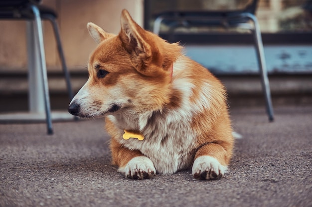 Divertido corgi galés de raza linda, tendido en el asfalto cerca de un café, esperando a su dueño.