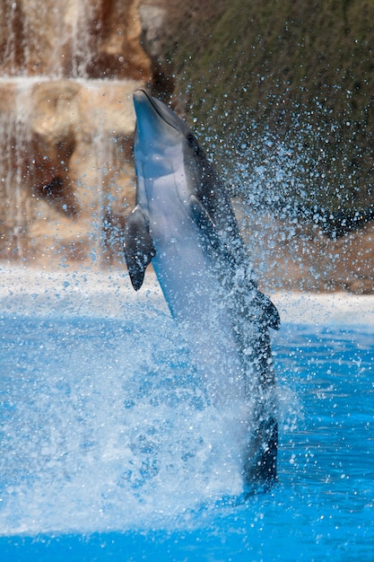 Divertido delfín saltando durante un espectáculo en un zoológico