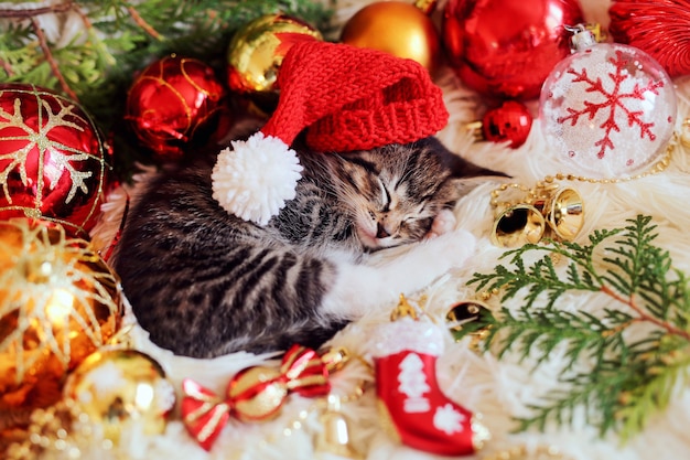 Divertido gatito duerme en decoraciones rojas brillantes de Navidad