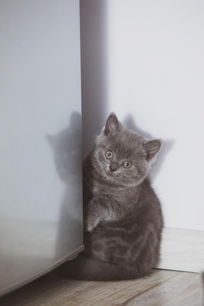 El divertido gatito gris escondido detrás de la nevera en la cocina