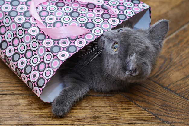 Divertido gatito gris subido en un paquete de regalo
