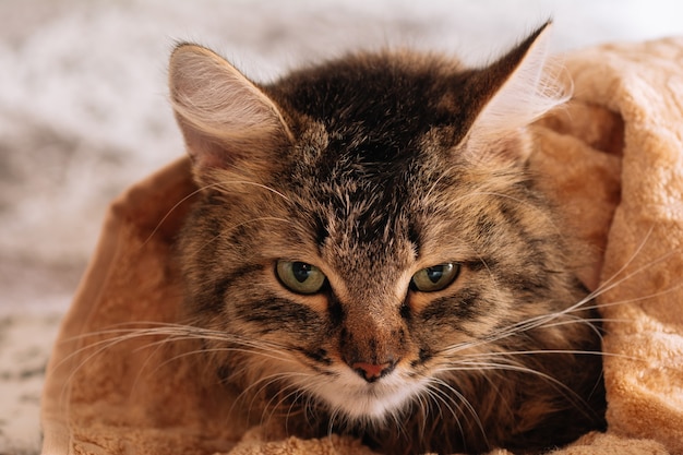 Divertido gatito lindo atigrado marrón mojado después del baño envuelto en una toalla naranja