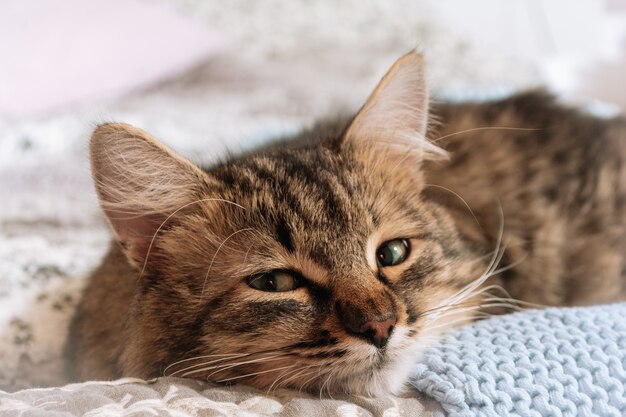 Divertido gatito de ojos verdes lindo atigrado marrón se encuentra en una tela escocesa azul en la cama