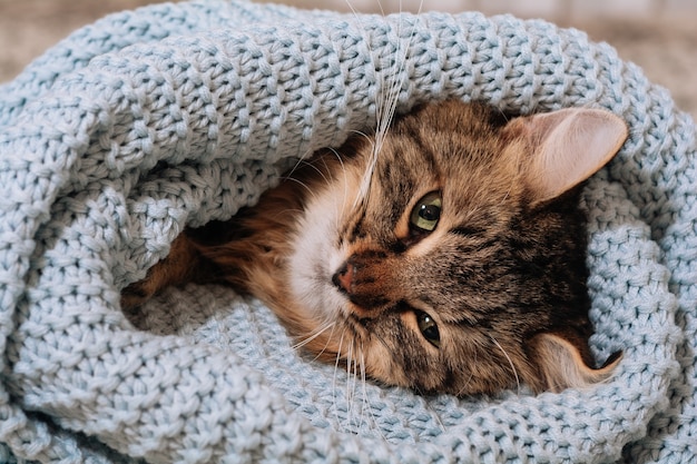 Divertido gatito de ojos verdes lindo rayado marrón se encuentra envuelto en una tela escocesa azul en la cama