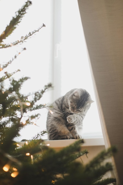 Divertido gato atigrado de rayas grises y el árbol de Navidad decorado Feliz Navidad y Año Nuevo