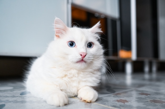 Divertido gato blanco juguetón con ojos azules