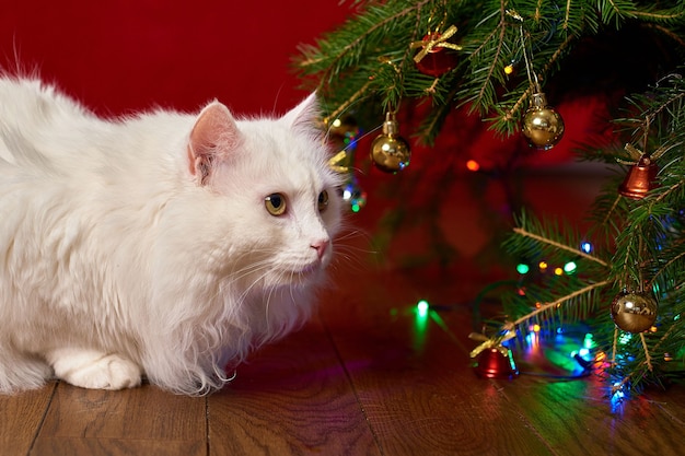 Foto divertido gato blanco mascota mira bajo las ramas de un árbol de navidad sobre un fondo rojo.