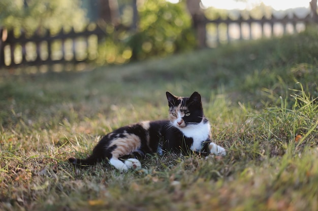 Divertido gato calico colorido en la hierba bajo el sol brillante