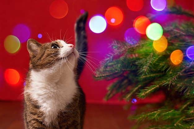 Divertido gato mascota mirando luces de colores bokeh sobre fondo rojo de Navidad