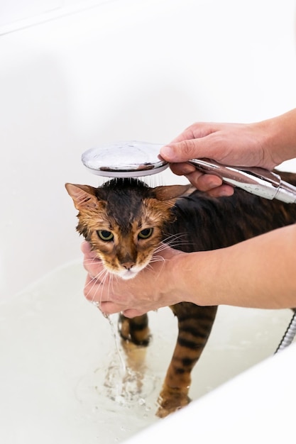 Divertido gato mojado de bengala durante el baño