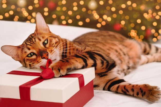 Divertido hermoso gato de Bengala acostado cerca del árbol de Navidad en caja de regalo jugando con cinta roja en el presente en la manta, cama blanca en casa. Vacaciones de año nuevo se relajan y concepto lindo del animal doméstico. Tarjeta de felicitación con el animal.