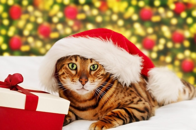 Divertido hermoso gato de Bengala jengibre rayado con sombrero de santa ying cerca de la caja de regalo en el fondo del árbol de Navidad brillante, luces bokeh, mirando a la cámara. Lindas mascotas, animales en concepto de día de feliz año nuevo.