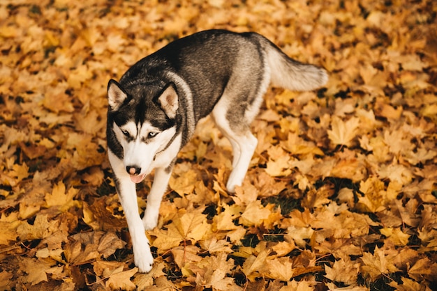 Divertido Husky siberiano tumbado en las hojas amarillas. Perro en el fondo de la naturaleza. Otoño