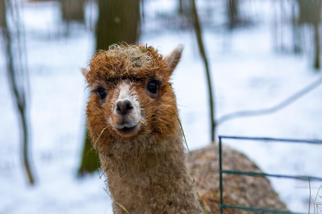 Divertido Lama mastica heno El lama sonríe Lama en la reserva