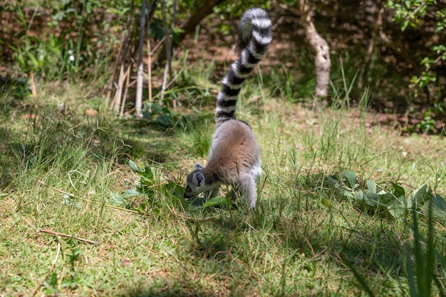 Un divertido lémur de cola anillada en su entorno natural.