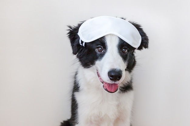 Divertido lindo cachorro smilling border collie con antifaz para dormir aislado sobre fondo blanco.