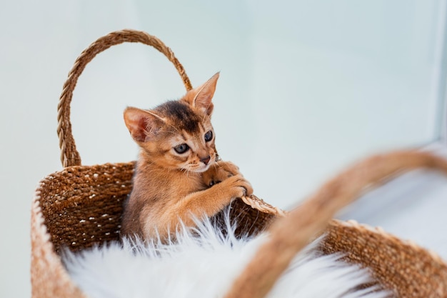 Foto divertido lindo gatito abisinio de jengibre jugando y saltando con una cesta de mimbre marrón