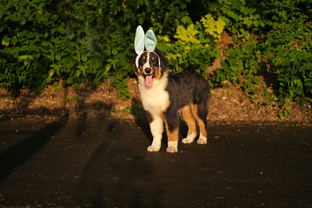 Divertido lindo pastor australiano tres colores cachorro con orejas de conejo. Felices Pascuas. Vacaciones. Exterior. En el parque de primavera.