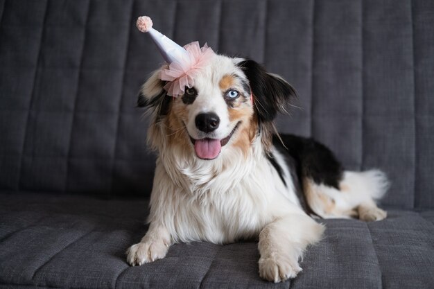 Divertido lindo perro pastor australiano azul merle con sombrero de fiesta rosa. feliz cumpleaños.