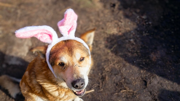 Divertido perro mestizo con orejas de conejo se sienta en el suelo y mira a la cámara