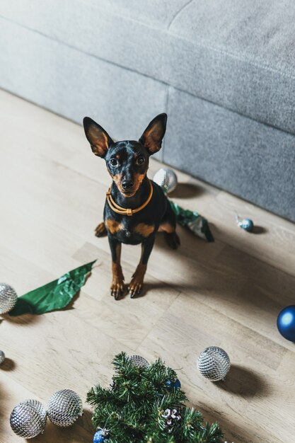 Divertido perro pinscher miniatura hizo un lío en la habitación y jugar con el árbol de Navidad