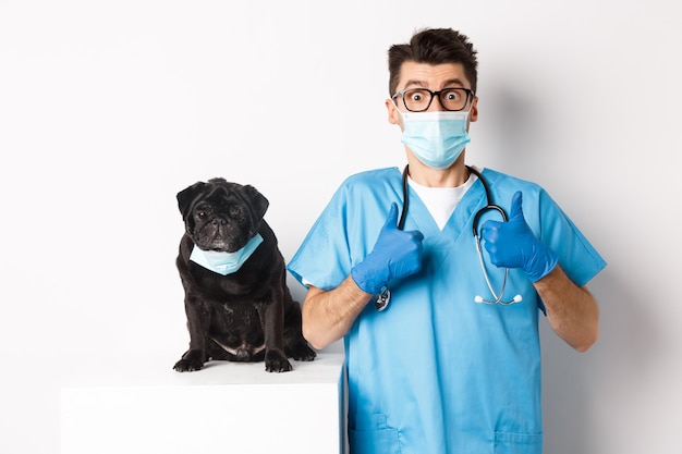 Divertido perro pug negro con máscara médica, sentado cerca de guapo médico veterinario mostrando pulgar hacia arriba, blanco.