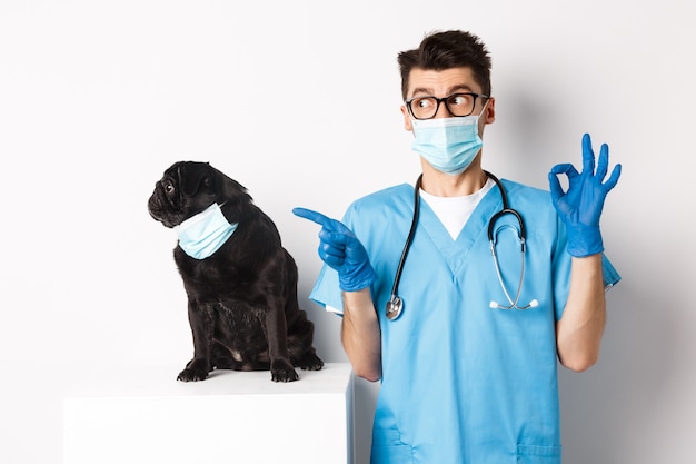 Foto divertido perro pug negro con máscara médica, sentado cerca de guapo médico veterinario mostrando signo bien, blanco.