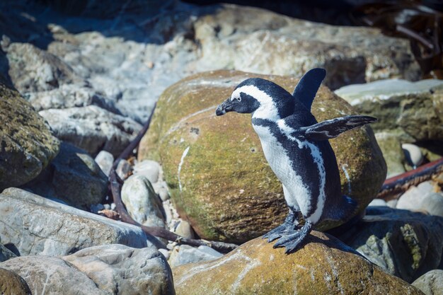 Divertido pingüino africano levantó alas preparándose para saltar