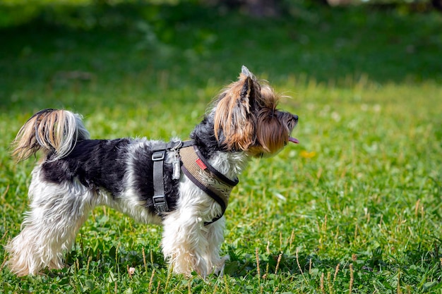 Divertido primer plano de Yorkshire terrier sobre un fondo de hierba.