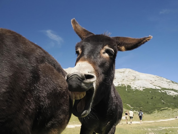 Divertido retrato de burro de cerca