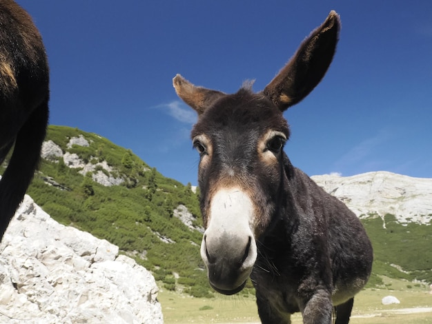 Divertido retrato de burro de cerca