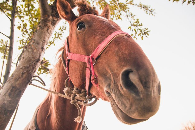 Divertido retrato de un caballo rojo al lado del árbol.