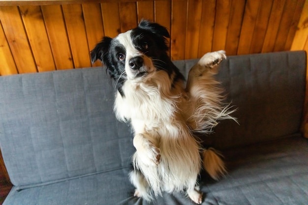 Divertido retrato de cachorro border collie agitando la pata sentado en el sofá Lindo perro mascota descansando en el sofá en casa interior Divertido perro emocional pose linda Perro levanta la pata