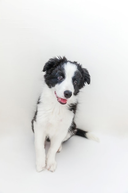 Divertido retrato de estudio de lindo cachorro smilling border collie sobre fondo blanco.