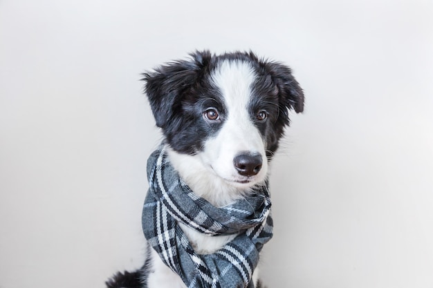 Divertido retrato de estudio de lindo cachorro sonriente border collie con bufanda de ropa abrigada alrededor del cuello aislado sobre fondo blanco Retrato de invierno u otoño de nuevo miembro encantador de la familia perrito