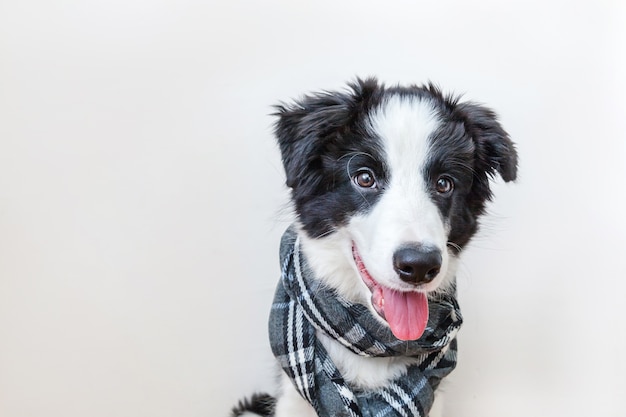 Divertido retrato de estudio de lindo cachorro sonriente border collie con bufanda de ropa abrigada alrededor del cuello aislado sobre fondo blanco Retrato de invierno u otoño de nuevo miembro encantador de la familia perrito