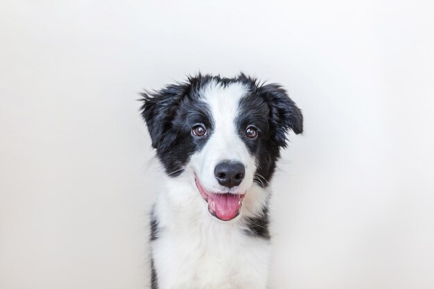 Divertido retrato de estudio de lindo perro cachorro sonriente border collie