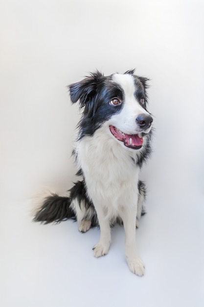 Divertido retrato de estudio de lindo perro cachorro sonriente border collie