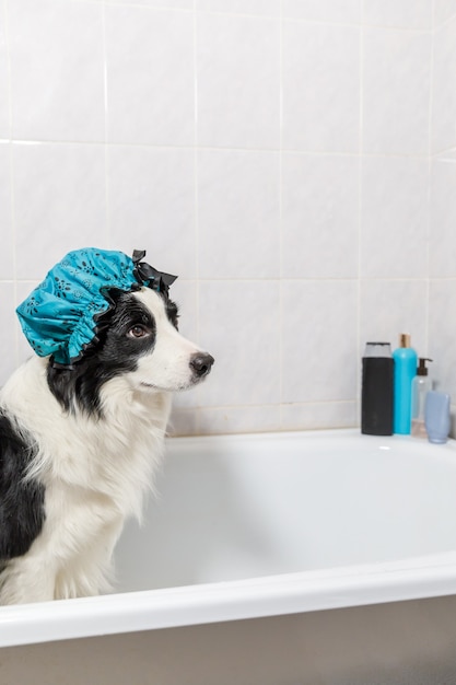 Foto divertido retrato interior de cachorro de perro border collie sentado en el baño recibe un baño de burbujas con gorro de ducha. lindo perrito en la bañera listo para lavarse en el baño. tratamientos de spa en concepto de salón de belleza.