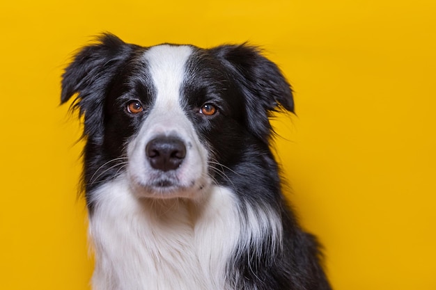 Divertido retrato de lindo cachorro border collie aislado sobre fondo amarillo colorido Lindo perro mascota Concepto de vida animal mascota