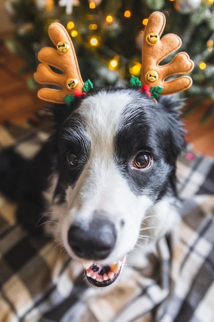 Divertido retrato de lindo cachorro border collie con sombrero de cuernos de ciervo de traje de Navidad cerca del árbol de Navidad en casa en el interior de fondo. Preparación para vacaciones. Concepto de feliz Navidad feliz.