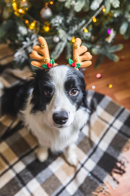 Divertido retrato de lindo cachorro border collie vistiendo traje de navidad sombrero de cuernos de ciervo cerca de christm